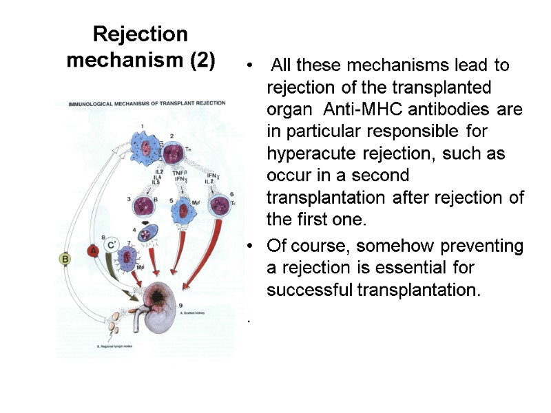 Rejection mechanism (2)   All these mechanisms lead to rejection of the transplanted